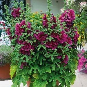Eden Brothers Hollyhock Seeds (Dwarf) - Queeny Purple, Non-GMO Seeds for Planting, 1 oz | Low-Maintenance Flower Seeds, Plant During Spring or Fall, Zones 1, 2, 3, 4, 5, 6, 7, 8, 9, 10, 11, 12