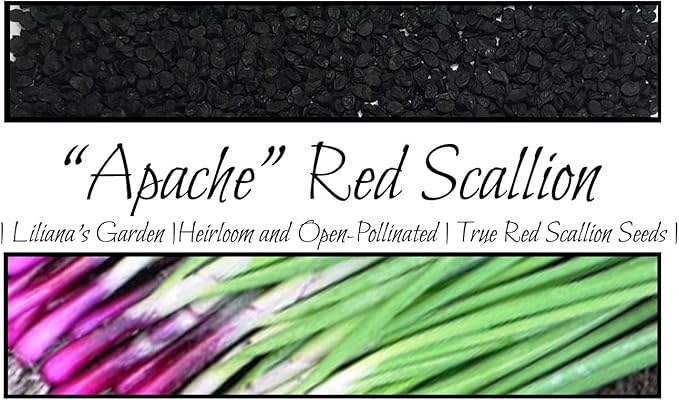 “Apache” Red Bunching Onion Seeds – aka Red Scallion or Salad Onion | Heirloom Seeds by Liliana's Garden |