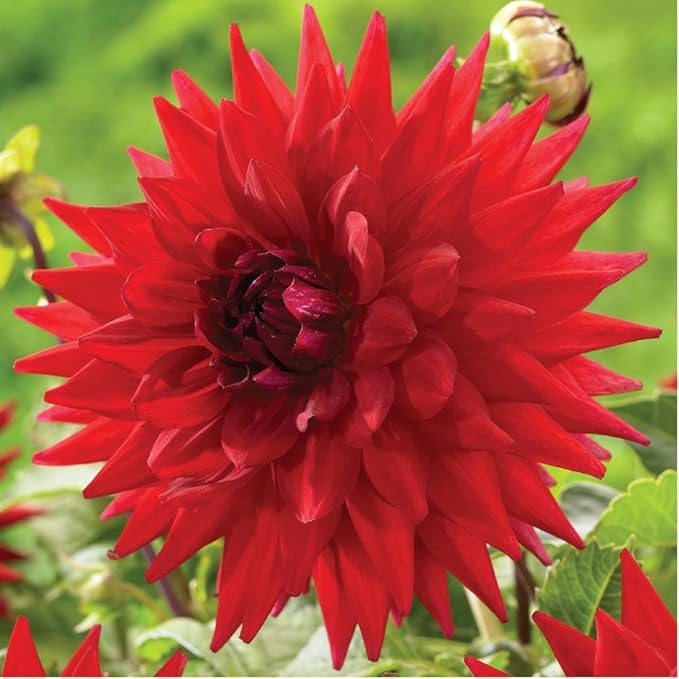 Garden Wonder Decorative Red Flowering Dahlia Bulb, Plant, Root, Flowers, Seeds*Bulbs*Plants*&More