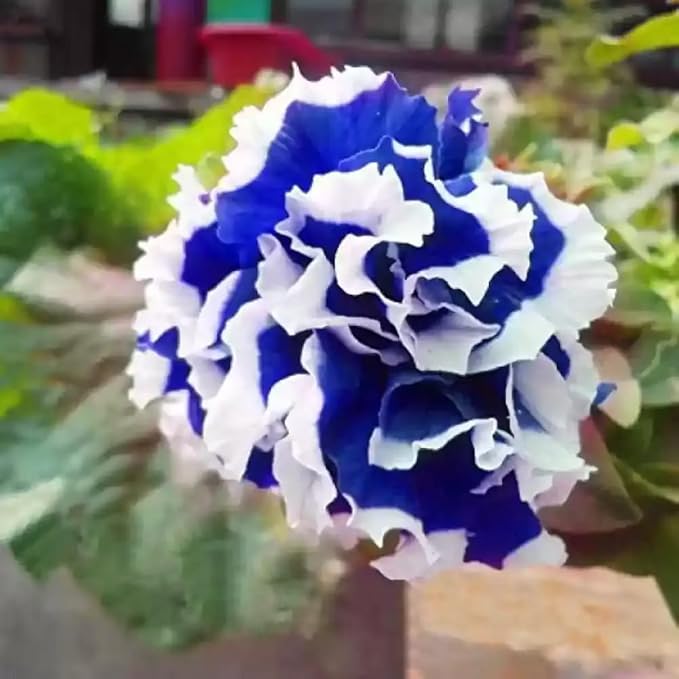300+ Double Petunia Seeds for Planting Dwarf Wave Petunia Flower Non-GMO Heirloom Seeds for Home Garden