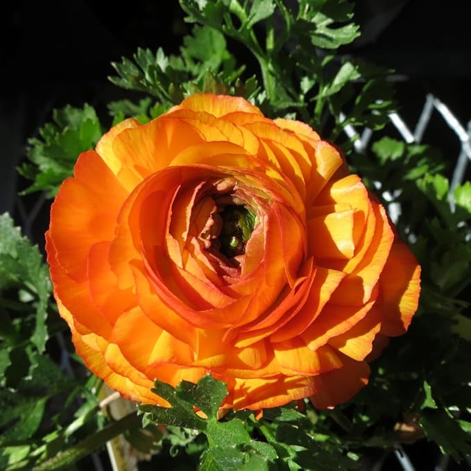 25 Ranunculus Bulbs for Spring Planting, Perennial Flowers Bulbs for Gardens, Vibrant Peony Buttercup Corms for Outdoor Borders (Orange Ranunculus Bulbs)
