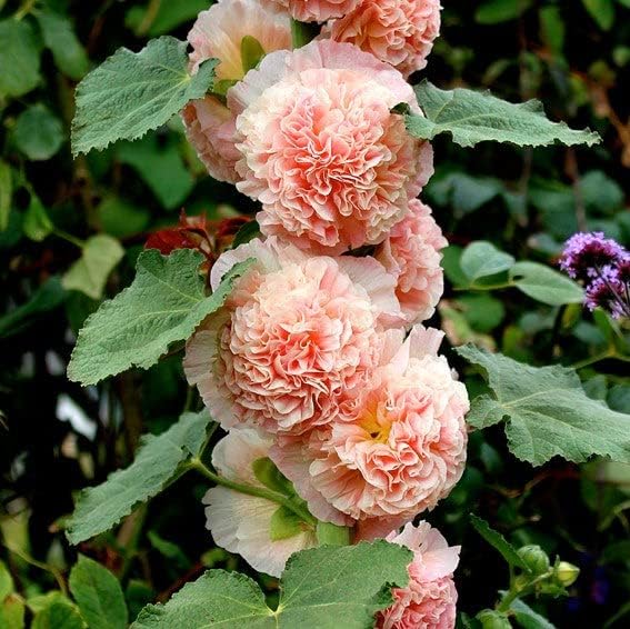 Eden Brothers Hollyhock Seeds - Chaters Double