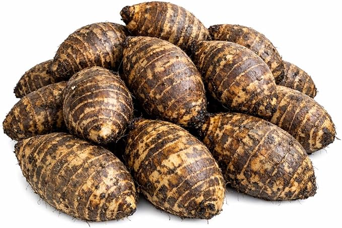 Ready 2 Grow 25 Live Bulbs Colocasia Esculenta Elephant Ear Taro Gabi Kalo Eddo