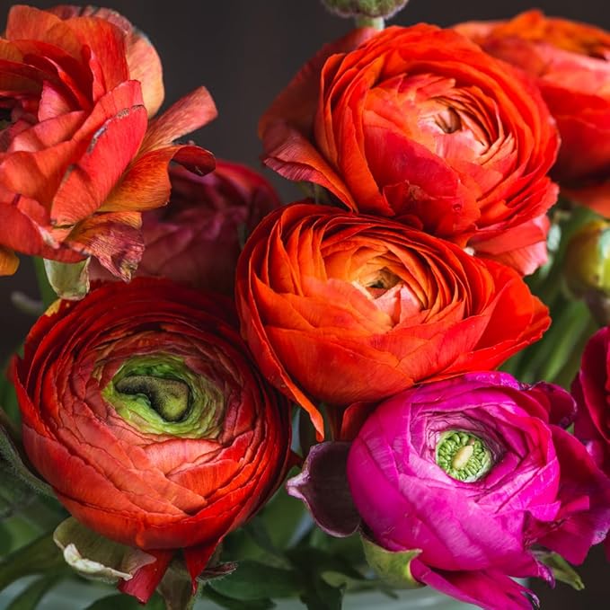 25 Ranunculus Bulbs for Spring Planting, Perennial Flowers Bulbs for Gardens, Vibrant Peony Buttercup Corms for Outdoor Borders (Red Ranunculus)