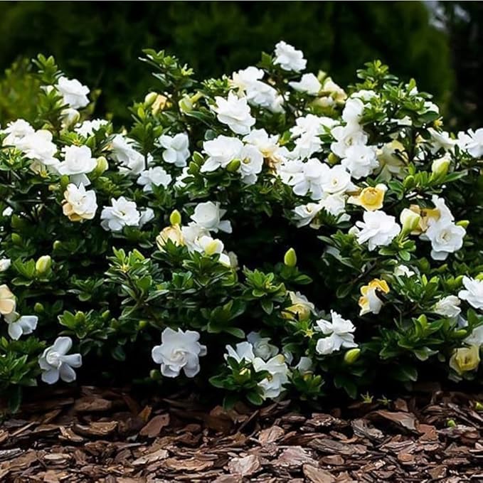 300+ Jasmine Flower Seeds to Plant Outdoors-Arabian Jasmine Seeds -Jasminum Seed Perennial Fragrant Flowering Vine Plant for Fences and Trellises, Easy to Growing Ornamental Plants
