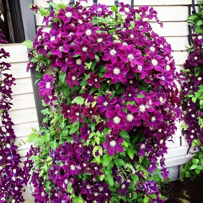48+ Clematis Climbing Flower Seeds, Heirloom Perennial Vine for Trellis & Arbor, Butterfly & Pollinator Friendly, Ornamental Garden