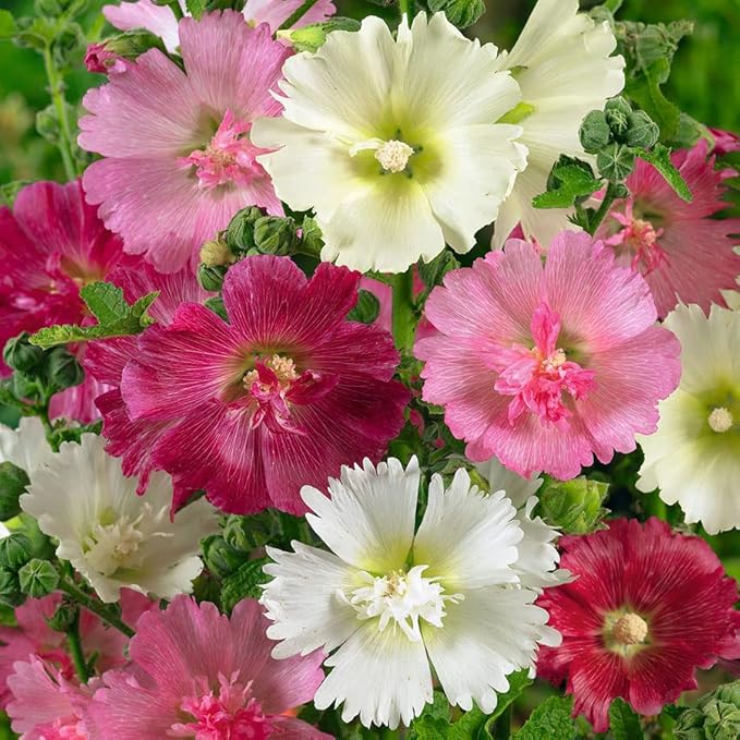 Eden Brothers Hollyhock Seeds - Majorette Double Mixed