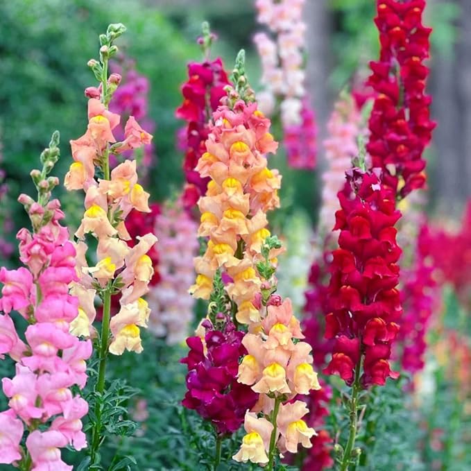 Mix Snapdragon Seeds for Planting, 200+pcs Rare Midnight Snapdragon Perennial Flower Seeds Plants, Non-GMO Heirloom Beauty Hummingbird Pollinate Flowers for Home Garden Outdoors