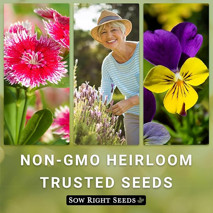 Sow Right Seeds - Texas Bluebonnet Seeds to Plant - Non-GMO Heirloom Seeds -Full Instructions for Planting - Beautiful Perennial Blue Blooms -Sweet Addition to Your Yard (1)