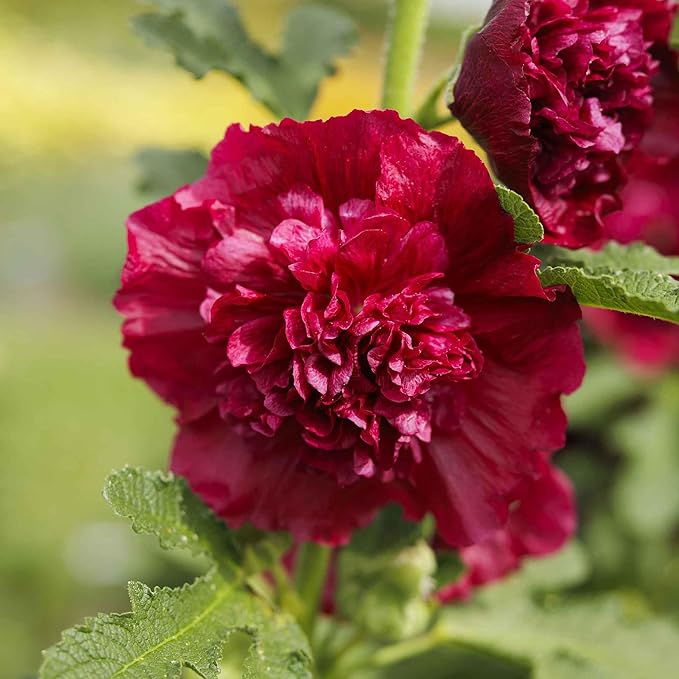 Eden Brothers Hollyhock Seeds - Chaters Double Red