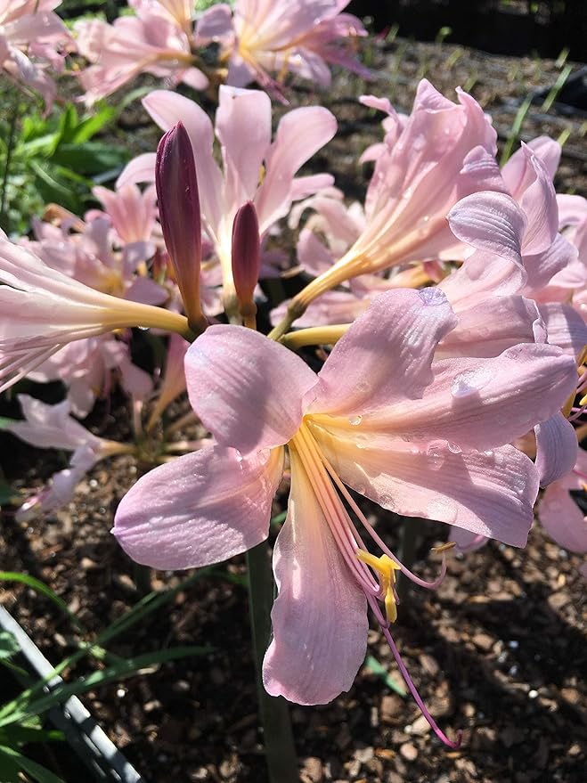 3 Bareroot Pink Spider Lily/Surprise Lily/Naked Lady Lily/Resurrection Lily/August Lily/Raidanti Squamigera