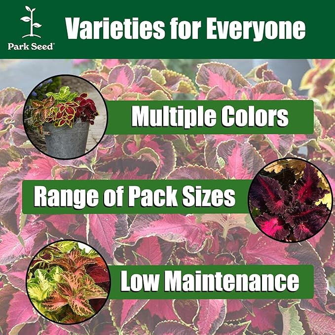 Park Seed Wizard Jade Coleus Seeds – Grow Your Own Vibrant Indoor or Outdoor Plants, Shade-Loving Annual, Cream and Green Foliage for Containers, Borders, or Garden Beds, Pack of 500