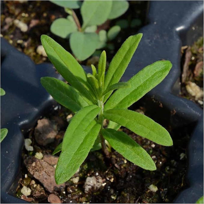 Seed Needs Milkweed Seeds for Planting Butterfly Orange/Swamp White Asclepias Flowers - Heirloom Wildflowers to Attract Monarch Butterflies to a Butterfly Garden (2 Pack Duo)