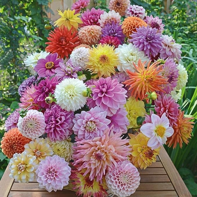 250+ Dwarf Dahlia Seeds, Multi-Color Double Petal, Ornamental Flower, for Container Pot Backyard Patio Balcony Garden