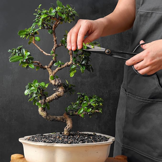 Professional Bonsai Slim Scissors – Japanese Bonsai Shears for Pruning & Trimming Plants, Garden Scissors, Hand Pruners, Bonsai Tools, Plant Trimmers, Gardening Shears & Pruning Tools