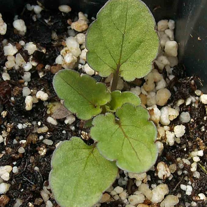 Seed Needs Viola Seeds for Planting King Henry Violas - Heirloom & Open Pollinated Annual Flower Seed to Plant an Outdoor Butterfly Wildflower Garden (2 Packs)