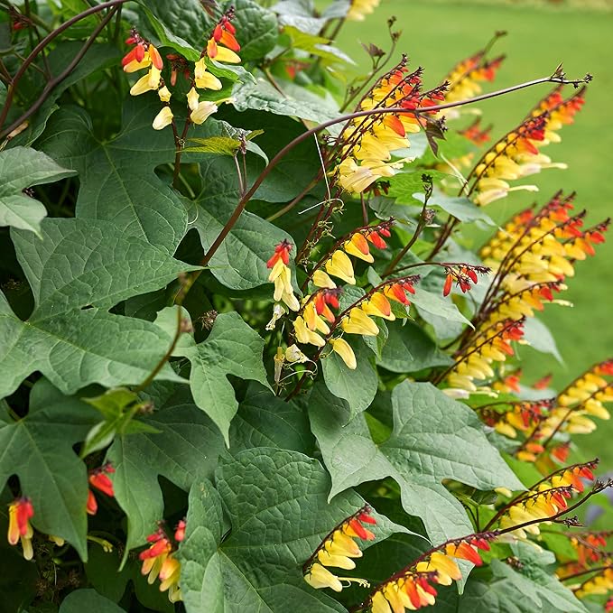Outsidepride Firecracker Vine Seeds - 200 Pcs. Perennial, Versatile & Low Maintenance, Flower Seeds for Planting Vertical Growing, Vibrant Tubular Reddish-Orange Blooms, Great for Pollinator Gardens