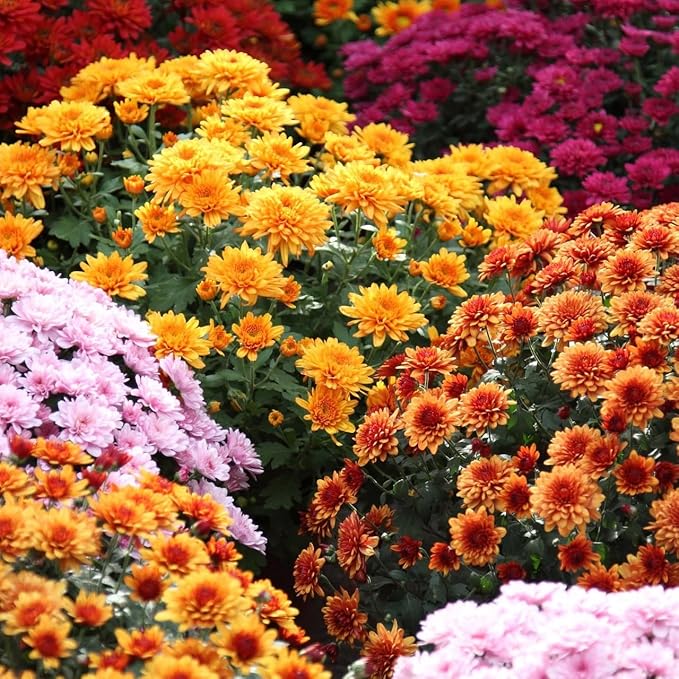 350+ USA PERMIUM Mums Chrysanthemum Seeds for Planting Outdoor-Hardy Chrysanthemum Flower Seeds Perennial Outdoor Ground Cover