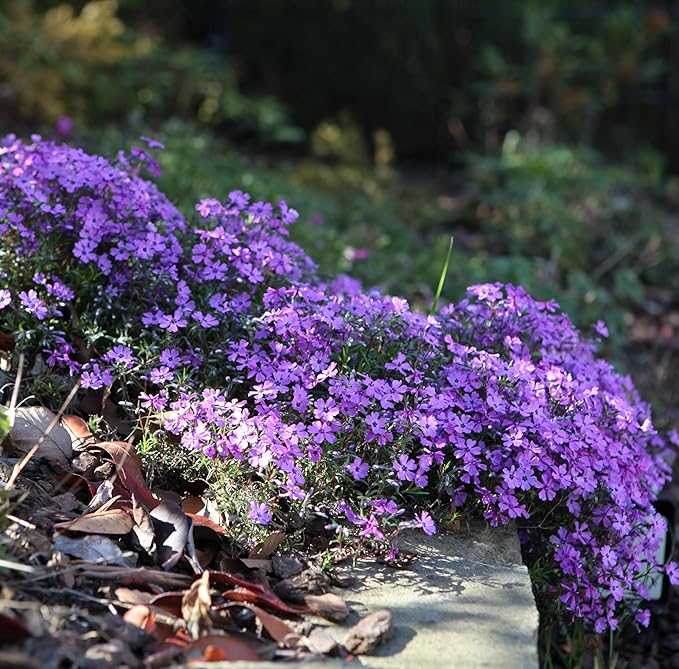 CarpetC 1000+ Creeping Phlox Seeds for Planting, Ground Cover Purple Flowers Star-Shaped Blooms, Phlox subulata Non-GMO Heirloom for Garden Borders Home Containers