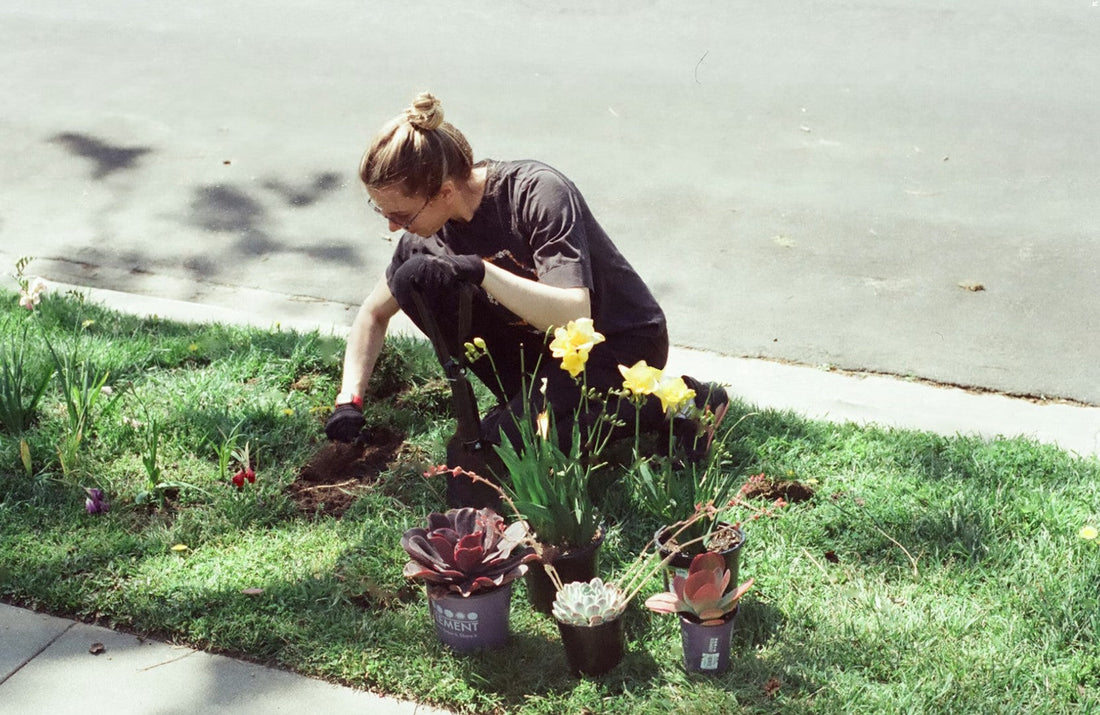 Summer Drought Survival: How to Keep Your U.S. Garden Alive When Water Is Scarce