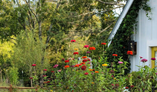 Starting a Backyard Vegetable Garden: A Beginner's Guide for U.S. Homeowners