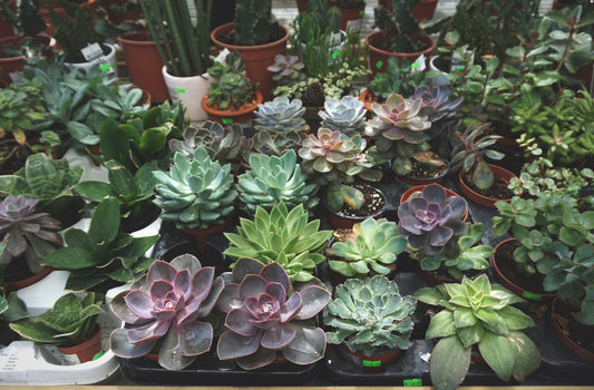 Succulents for Beginners: Watering, Propagation & Winter Care Guide