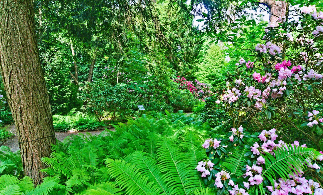 Shade Garden Guide: 15 Plants That Thrive Without Full Sun