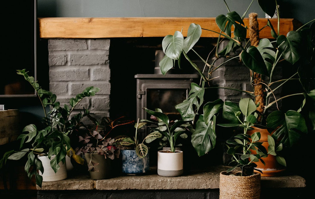 Moving Houseplants Outside for Spring: The Ultimate Transition Guide for U.S. Plant Parents