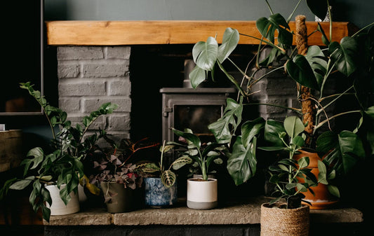 Moving Houseplants Outside for Spring: The Ultimate Transition Guide for U.S. Plant Parents