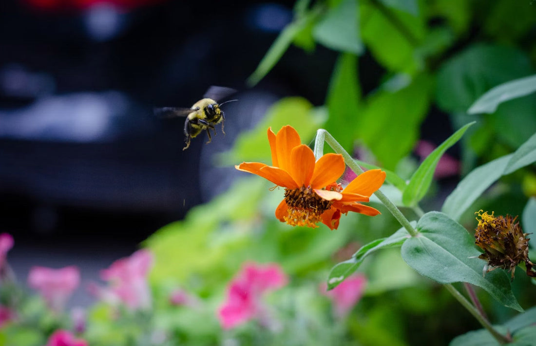 Planting for Pollinators: How to Attract Bees and Butterflies to Your U.S. Garden