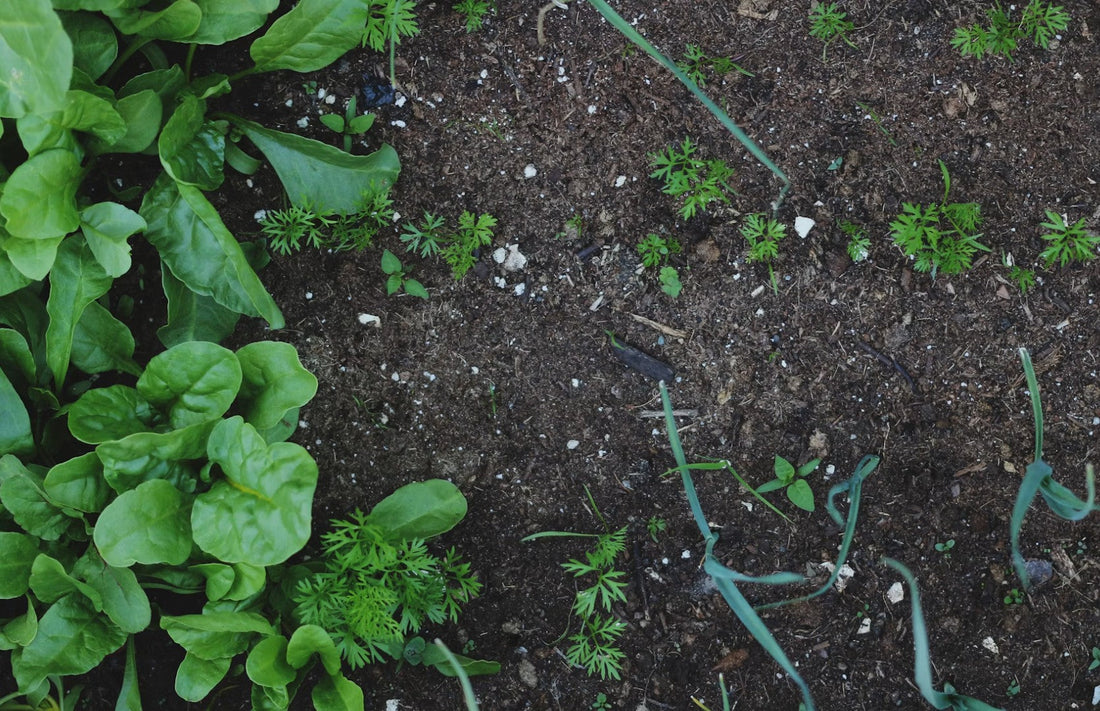 Soil pH Explained: A Beginner's Guide to Acid vs. Alkaline for U.S. Gardeners