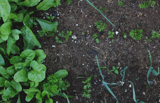 Soil pH Explained: A Beginner's Guide to Acid vs. Alkaline for U.S. Gardeners