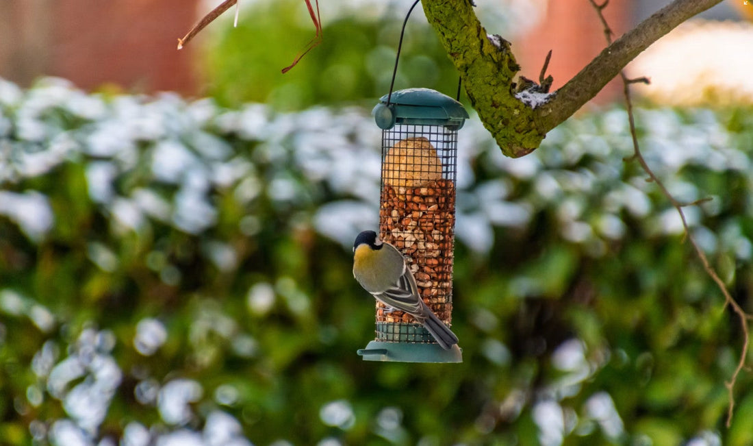 What to Give (And What to Avoid) for a Healthy Backyard