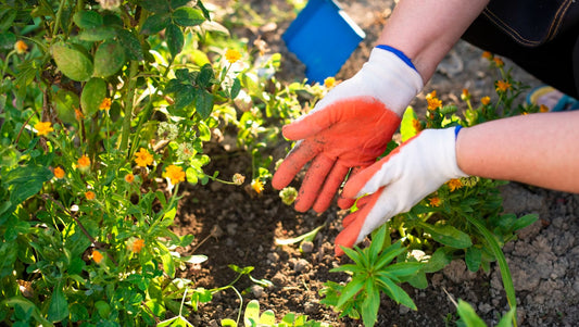10 Ways to Protect Your Garden During a Heatwave