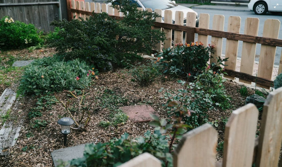 Front Yard vs. Backyard: Plants &amp; Design Strategies for Each Space