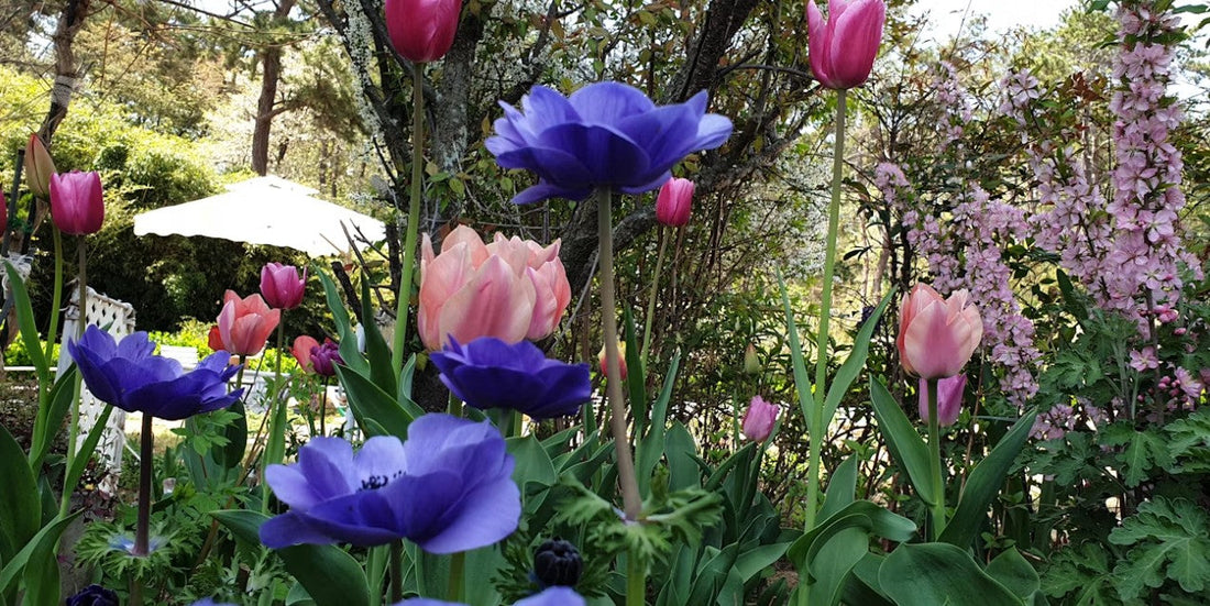 Top 7 Bulbs to Plant This Fall for a Spectacular Spring Garden