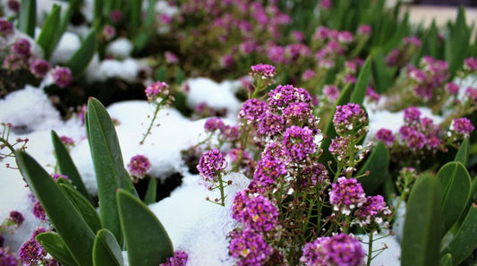 10 Winter Garden Stars: Evergreen Shrubs, Winter Flowers & Vibrant Berries