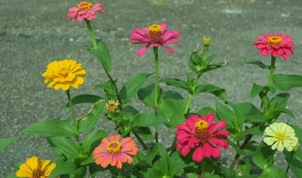 8 Summer-Blooming Flowers That Thrive in the Heat