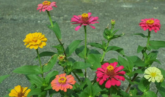 8 Summer-Blooming Flowers That Thrive in the Heat
