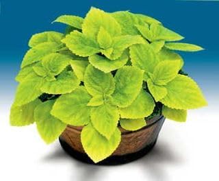 Park Seed Grow Your Own Coleus Seeds, Giant Exhibition Limelight with Large Chartreuse Foliage for Shade Gardens and Containers, Pack of 100