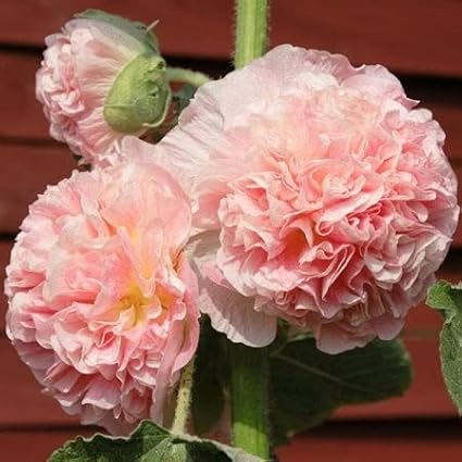 Hollyhock Seeds - Chaters Double Salmon - Packet - Pink Flower Seeds, Heirloom Seed, Open Pollinated Seed Attracts Bees, Attracts Butterflies, Attracts Hummingbirds, Attracts Pollinators, Easy to