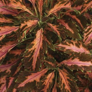 Park Seed Coral Candy Premium Sun Coleus Seeds – Grow Your Own Vibrant Indoor or Outdoor Plants, Shade-Loving Annual, Award-Winning Foliage for Hanging Baskets and Containers, Pack of 100