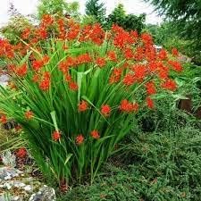 Crocosmia Lucifer ,10 Bulbs | Vibrant Red ,hummingbird Magnet