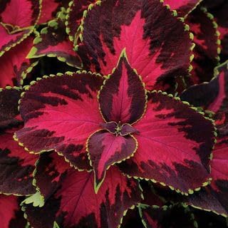 Park Seed Premium Sun Chocolate Covered Cherry Coleus Seeds – Grow Your Own Compact Indoor or Outdoor Plants, Shade-Tolerant Annual, Richly Colored Foliage for Containers and Beds, Pack of 100