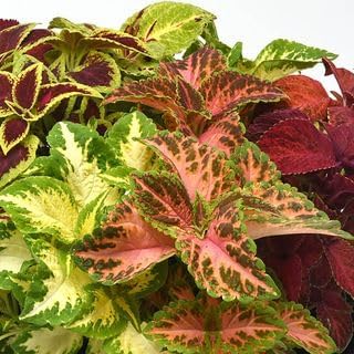 Park Seed Wizard Mix Improved Coleus Seeds – Grow Your Own Vibrant Indoor or Outdoor Plants, Shade-Loving Annual, Colorful Foliage for Beds, Borders, or Containers, Easy to Grow, Pack of 500