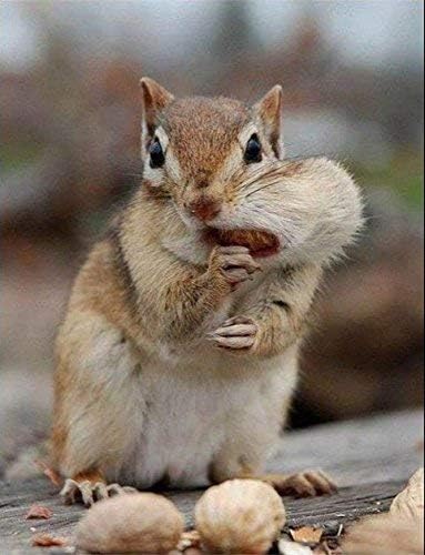 Wakefield Virginia Peanuts 45LB Bulk Bag Shelled Raw Unsalted for Squirrels, Birds, Deer, Pigs and a Wide Variety of Wildlife