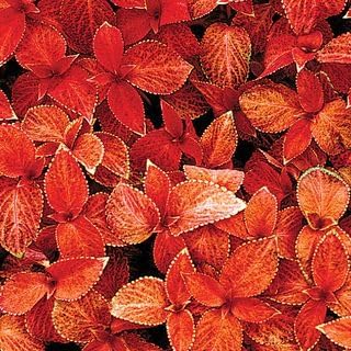 Park Seed Grow Your Own Coleus Seed Plant, Wizard Sunset Pack of 500
