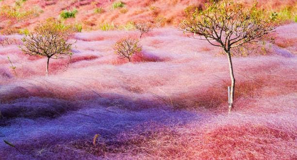 Pink Ornamental Grass Seeds Mix for Planting - 250+ Seeds: Pink Muhly, Pampas & Foxtail Set for Vibrant Garden Borders & Landscaping, Perennial Flowering Displays