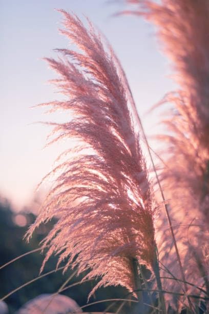 Pink Ornamental Grass Seeds Mix for Planting - 250+ Seeds: Pink Muhly, Pampas & Foxtail Set for Vibrant Garden Borders & Landscaping, Perennial Flowering Displays