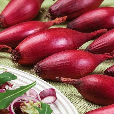Seeds Red Shallot Onion - Heirloom Vegetable - GMO Free